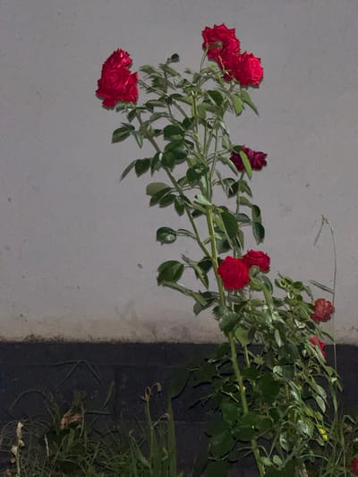 This media file shows a close-up, horizontal shot of red roses on a branch against a light gray, textured background. The roses are vibrant and some appear to be in full bloom, while others are in various stages of opening. Several green leaves are also visible on the branch, interspersed with the flowers. To the right of the roses, there is a darker, rough-textured area that appears to be a wall or ground, with some dried grass or weeds visible at the bottom right. The lighting suggests it might be dusk or nighttime, possibly illuminated by artificial light, as there are no strong shadows. The overall impression is one of natural beauty captured in a close-up view. No people, text, or specific location cues are discernible in the image itself.