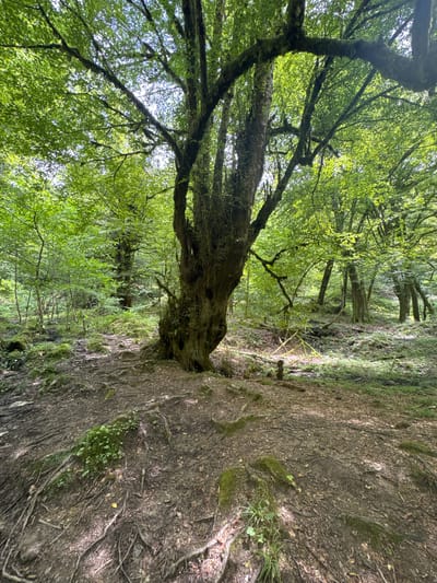 A low-angle, eye-level shot captures a dense, sun-dappled forest in Azhek, Russia. The foreground is dominated by the gnarled, moss-covered trunk of a massive, ancient tree, its exposed roots snaking across the earthy, leaf-strewn ground. The textured bark of the tree displays deep fissures and a dark, weathered appearance. Sunlight filters through the lush, green canopy, casting dappled patterns on the forest floor. The midground features a scattering of younger trees and dense undergrowth, with moss clinging to rocks and fallen branches. The background reveals more trees stretching into the distance, creating a sense of depth. The overall impression is one of a wild, untouched natural environment. There are no people or animals visible in the image.