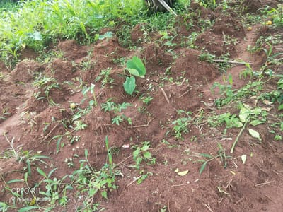 This image depicts a farm field with rows of mounds of reddish-brown soil, likely prepared for planting. Various crops are growing in and around these mounds. In the background, taller green plants, possibly corn, are visible. Closer to the foreground, smaller green plants with broad leaves, resembling taro or cassava, are interspersed with grass-like vegetation and other weeds. The ground is uneven, suggesting a hilly or sloped terrain. There are some dry sticks and fallen leaves scattered across the soil. Two small yellow fruits, possibly gourds or small melons, are visible on one of the mounds in the upper right portion of the image. The lighting suggests it is daytime, with soft, diffused light, indicating an overcast sky or late afternoon.
In the lower left corner of the image, there is visible text that reads "OPPO R11" and below it, "Nigeria Akokwa". This indicates that the photo was taken in Akokwa, Nigeria, using an OPPO R11 phone. The scene conveys a sense of agricultural activity and rural life. There are no people visible in the image, and the overall impression is one of a cultivated but somewhat unkempt agricultural plot.