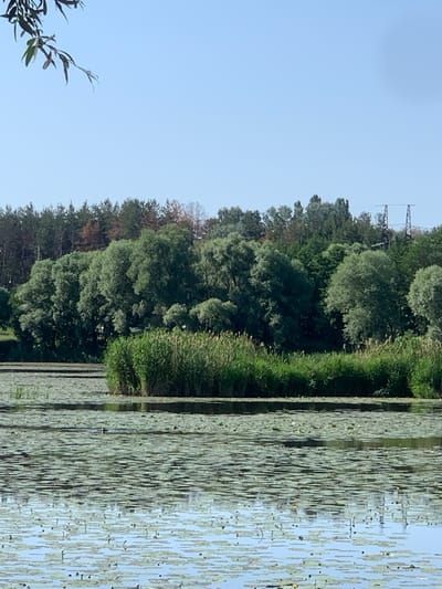 This image depicts a serene natural landscape with a clear sky. The scene is dominated by a dense line of trees along the edge of a body of water covered in lily pads. The trees are a mix of lush green and some with autumnal brown hues, suggesting it might be late summer or early autumn. In the background, a tall electrical pylon is visible, hinting at the proximity of human infrastructure to this natural setting. The water reflects the sky and the surrounding foliage, creating a tranquil and slightly abstract visual. There is no visible text in the image. The lighting suggests it is daytime, likely morning or afternoon, with bright, clear conditions. The overall mood is peaceful and undisturbed.