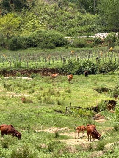 A herd of cows graze in a grassy field with a lush green hillside in the background. The field is bordered by a row of wooden fence posts and some dry vegetation. Several cows are visible, some standing and grazing, others lying down. One cow is in the foreground on the left, facing left and grazing. Further back, a group of three cows are visible, with two adult cows and a calf. In the middle ground, a single brown cow stands facing right, and a dark-colored cow stands facing the camera. In the upper midground, another brown cow is grazing. The environment appears rural, with a natural landscape featuring varied vegetation and terrain. The location is identified as Klong Klanh, Vietnam.