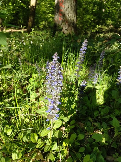 The image depicts a patch of green vegetation with several stalks of purple and blue flowering plants. The plants are growing amongst grasses and other leafy ground cover. A tree trunk with an orange marking is visible in the background. The location appears to be a natural, possibly wooded, area in Mettlach, Germany, given the prompt. The scene is illuminated by sunlight, creating highlights and shadows throughout the image.