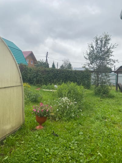 A suburban backyard scene under an overcast sky, likely in the village of Palniki, Russia, features a light-colored greenhouse structure on the left, a dense green hedge in the middle ground, and two wooden houses with distinct roofing to the left of the hedge. A mature tree stands in the right middle ground, with a light green metal gate behind it. The foreground is covered in grass and a variety of flowering plants, including a terracotta pot filled with pink petunias. A power line pole with wires is visible in the background.