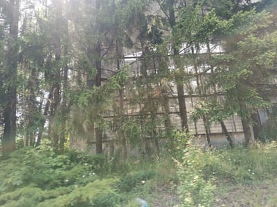 The image shows a dense line of coniferous trees, likely spruce, in front of a large, modern building with a grid-like facade, possibly a greenhouse or industrial structure. The trees are tall and overgrown, with some dead branches and sparse foliage visible. Sunlight streams through the trees, creating lens flare and dappled light. The foreground is filled with lush green undergrowth, including bushes, grass, and small flowering plants. The ground appears to be a mix of soil and gravel. The scene suggests an overgrown area adjacent to a developed structure, potentially in an industrial or agricultural setting.