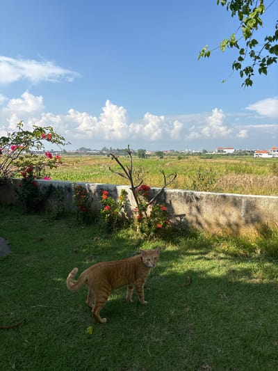 The image, captured in Cemagi, Indonesia, presents a landscape divided into three distinct horizontal layers. The top layer consists of a bright blue sky interspersed with puffy white clouds and the green foliage of a tree branch in the top left corner. The middle layer displays a cityscape in the distance, a strip of agricultural land, and a concrete wall with red flowering plants. The foreground layer features a patch of green grass, partially shaded by tree branches, where an orange tabby cat is standing. The cat is looking upwards.