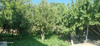 The image depicts a sun-dappled, overgrown garden or orchard area in Ingichka, Uzbekistan. Several deciduous trees with dense green foliage dominate the scene, casting shadows on the lush, tall grass covering the ground. In the background, more trees and vegetation are visible, with a clear blue sky overhead. On the right side of the image, a concrete path or walkway is present, bordered by a low stone wall or stacked material. A light blue pole stands near the path. In the bottom left corner, a watermark indicates "Galaxy S21 FE 5G." No people are visible in the frame. The overall impression is one of a natural, somewhat unkempt outdoor space.