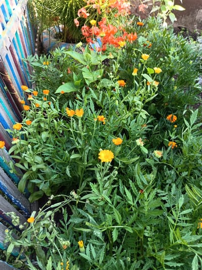 A close-up, eye-level shot captures a patch of orange calendula flowers growing in front of a weathered, multi-colored wooden fence. The fence is composed of vertical planks painted in alternating stripes of white, blue, red, and brown. Lush green foliage, characteristic of calendula plants, surrounds the vibrant orange blossoms. Some flowers are in full bloom, while others appear as buds or are partially open. In the background, out of focus, hints of other plants, possibly tiger lilies, with their distinctive orange petals, are visible. The scene suggests a garden setting in Никитино, Russia.