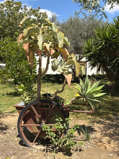 The image depicts an outdoor scene in Eshkol Regional Council, Israel. A decorative rusty metal wheelbarrow is the central object, holding a variety of plants. The wheelbarrow is positioned on a dirt ground amidst grass and various other plants and trees. The plants include an Agave. The sky is visible in the background, with a few scattered clouds. The lighting is bright and sunny.