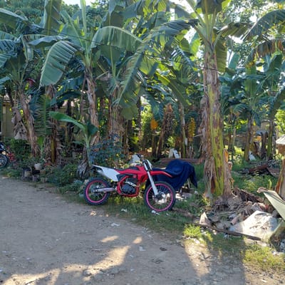 In Samal, Philippines, a dirt road runs alongside a dense grove of banana trees. A red and white dirt bike with pink accents on its wheels is parked on the grassy shoulder of the road. In the background, a collection of debris is visible, including plastic sheeting and what appears to be scrap metal. Some structures, possibly houses, are partially visible through the trees. The scene is illuminated by natural sunlight, casting shadows on the ground.
