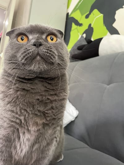 A close-up, low-angle, full-body shot captures a grey Scottish Fold cat from the chest up, seated on a grey tufted couch. The cat's ears are folded forward, and its wide, orange eyes gaze upwards with an alert expression. Its fur appears dense and soft, with visible whiskers extending outward. Behind the cat, a green and black graphic design with stylized figures adorns a wall. To the right of the cat, a portion of the grey couch is visible, with a white object, possibly a cushion or tissue, resting on it. The background is slightly blurred, suggesting the focus is on the cat. The scene appears to be an indoor domestic setting, likely a living room. No elements in the image suggest a connection to Kamyshlov, Russia.