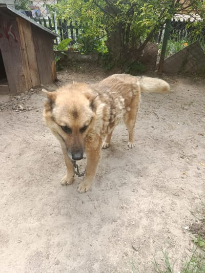 A medium-sized, light brown dog with dark markings on its back and a black nose stands on a dirt surface. The dog is wearing a chain collar that attaches to a leash. To the left of the dog is a wooden dog house. In the background, there is a fence, greenery, and trees. The scene appears to be in a yard.
