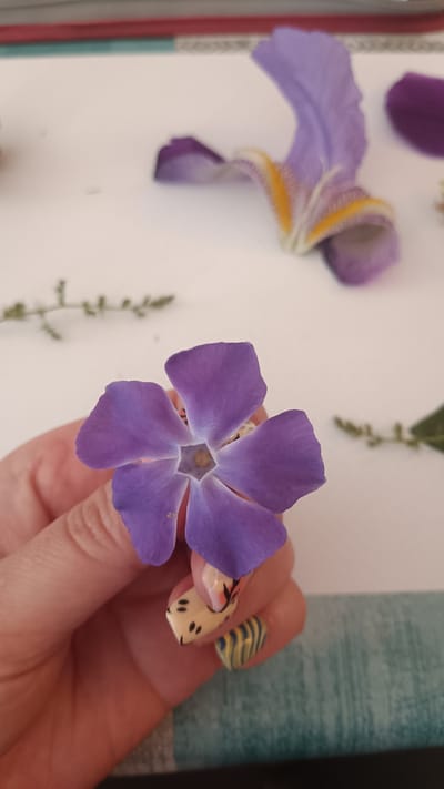 A hand is holding a purple flower with five petals. The hand has decorated fingernails, one with black dots on a light yellow background, and another with blue and yellow stripes. In the background, on a white surface, lies a larger purple flower petal with yellow markings, a few sprigs of greenery, and what appears to be another small purple petal. The setting suggests a creative or naturalistic activity. There is no indication of the location in Jérica, Spain.