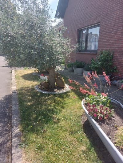 In the city of Herzogenrath, Germany, a residential property features a yard with a red brick house. In front of the house, an olive tree stands in a mulched bed, accompanied by three decorative terracotta pots shaped like urns. A white ceramic rooster figure is also present in the mulched area. Adjacent to the olive tree, a planter contains blooming red flowers. The yard is bordered by a paved walkway and a lawn. Several other potted plants are visible in the background, suggesting a well-maintained garden. The scene is illuminated by sunlight, casting shadows on the ground. No individuals are present in the image.