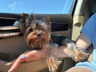 A Yorkshire Terrier dog is resting on a person's arm inside a car. The dog has brown and gray fur, with a small pink accessory on its head. The person's arm has light blue nail polish and is resting on the car's interior, which appears to be made of light brown leather and wood trim. The dog is wearing an orange collar. In the background, the car's window shows a clear blue sky, and a reflection of what appears to be clouds or other vehicles. The scene is captured during the daytime.