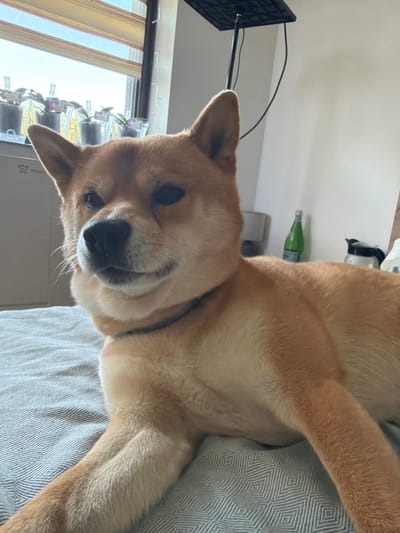 A medium-shot, eye-level, indoor photograph shows a tan-colored Shiba Inu dog lying on a gray, patterned bedspread. The dog is facing the camera with its head turned slightly to the left. Its mouth is closed, and its eyes are open, with the left eye appearing to be partially closed. The dog has pointed ears and a black nose. In the background, a window with blinds is visible, revealing several potted plants outside. To the right of the dog, a green bottle and a dark-colored coffee pot are on a white surface. The overall setting suggests a home environment, possibly in Priseltsi, Bulgaria, given the context provided.