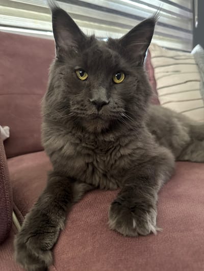 A close-up shot shows a large, long-haired gray Maine Coon cat with bright yellow eyes and tufted ears, resting on a dusty rose-colored sofa. The cat is facing the camera, with its front paws extended forward. The background consists of a window with horizontal blinds and part of a striped cushion. The image is likely taken indoors in a residential setting in Gölbaşı, Turkey.