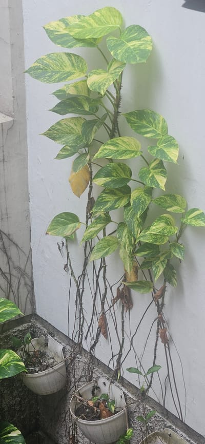 The image displays a section of a building's exterior wall, likely in an urban environment, given the mention of Bekasi, Indonesia. The wall is a textured, pale white, suggesting a somewhat aged or unfinished surface. Several vines, predominantly the variegated green and yellow leaves of a Pothos plant (Epipremnum aureum), are growing horizontally across the wall. The vines are lush in some areas, with numerous healthy leaves, while other sections show sparser growth and dried, brown leaves, indicating a mix of thriving and older parts of the plant.
The vine system extends towards the right side of the image, where two cracked, light-colored plant pots are affixed to the wall. These pots appear to be made of plastic or a similar material and are partially filled with soil and dead plant matter. One pot is positioned above and to the right of the other. The overall scene suggests a decorative or utilitarian planting scheme that has been allowed to grow somewhat untamed.
The lighting suggests it is daytime, possibly overcast or with the sun casting soft shadows, as there are no harsh shadows. The image captures a static scene, focusing on the plant's growth against the architectural background. No people or specific events are depicted. The visible textures of the wall and the pots, along with the organic forms of the vines, are the primary visual elements. There is no visible text in the image. The scene evokes a sense of natural growth interacting with man-made structures, possibly in a residential or commercial outdoor space.
