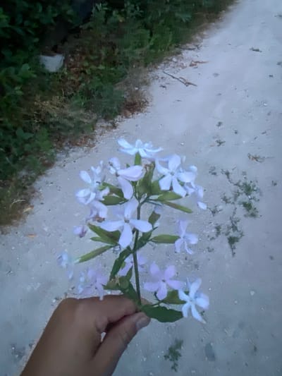 A hand holds a sprig of pale purple flowers with five petals each, against a background of a sandy path and dense green foliage. The flowers are clustered along a green stem, with some buds visible. The path appears to be unpaved and is slightly out of focus. The foliage on the left side of the image is dark and appears to be a mix of bushes and trees. The scene is dimly lit, suggesting it might be dusk or an overcast day. The location is identified as the city of Horodca, Moldova.