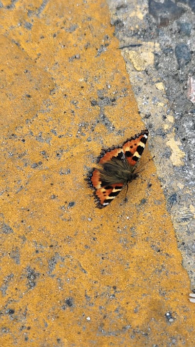 A butterfly with orange, black, and white wings is resting on a yellow line painted on asphalt. The butterfly is the main subject, with its wings slightly spread open. The yellow line appears to be part of a road marking, possibly a parking line or a traffic line. The asphalt surface is rough and gray, with some gravel and small stones visible. The lighting suggests it is daytime, with natural light illuminating the scene. The setting appears to be outdoors, on a street or roadway in Krupskoy, Russia. There is no visible text in the image. The overall mood is neutral, focusing on the natural beauty of the butterfly against the man-made environment.
