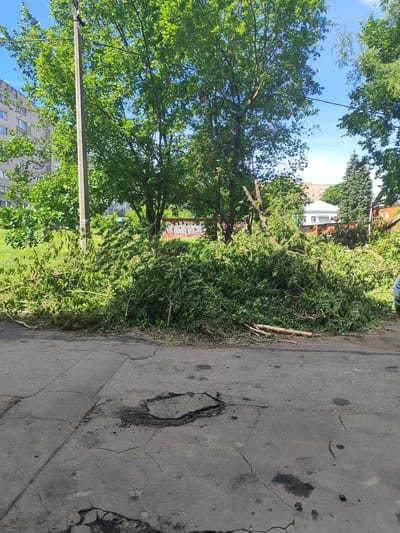 A pile of freshly cut tree branches and leaves lies on the pavement in front of a building. The branches are green and leafy, indicating that they were recently trimmed. The pavement is cracked and uneven, with a large pothole in the center of the image. In the background, a tall, gray utility pole stands amidst lush green trees. Beyond the trees, a multi-story apartment building and other structures are visible. The sky is blue with some scattered clouds, suggesting it is daytime and the weather is fair. The scene appears to be in a residential area, possibly in Shchyolkovo, Russia, given the location context. No people are visible in the image.