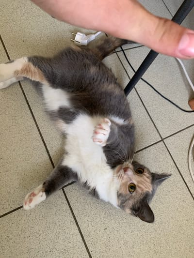 The image shows a tortoiseshell cat lying on its back on a tiled floor. The cat has white, grey, and orange fur and is looking up at the camera with its eyes open. A person's hand is visible in the upper right corner of the image, reaching towards the cat. There are also several electrical cords and a black chair leg on the floor. The scene appears to be indoors. There is no indication of the city of Ivanovo, Russia in the image.