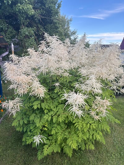 The image depicts a large, bushy plant with feathery white plumes and green foliage, situated in a garden setting. The plant is the focal point, occupying the majority of the frame. Behind it, a mature tree with dark green leaves is visible. In the background, parts of houses with purple roofs and a clear blue sky with wispy clouds can be seen. A section of a downspout and gutter system is also present on the left side of the image, near the base of the tree. The ground around the plant is covered with green grass. The scene appears to be a domestic garden in Yermolino, Russia, under daylight conditions.