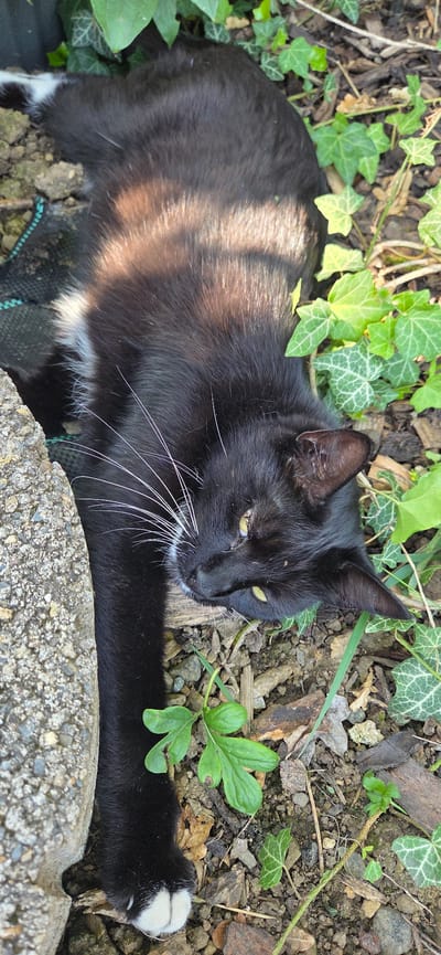 This media file features a black cat with white paws lying on the ground outdoors. The cat is positioned on its side, with its front left paw extended forward and resting on a textured gray object, possibly a rock or concrete structure. The cat has bright yellow eyes and long white whiskers. Its fur is mostly black, with some lighter brown or reddish undertones visible on its back, likely due to sunlight. There's a patch of white fur on its chest and its white paws are clearly visible.
The setting appears to be a natural environment with loose soil, small stones, dried leaves, and patches of green ivy and other small plants. The lighting suggests it's daytime, with sunlight creating shadows and highlighting certain areas of the cat's fur. The overall impression is one of a relaxed cat lounging in the sun amidst garden or woodland debris. The visible text is absent. The location context is Manderbach, Germany.
