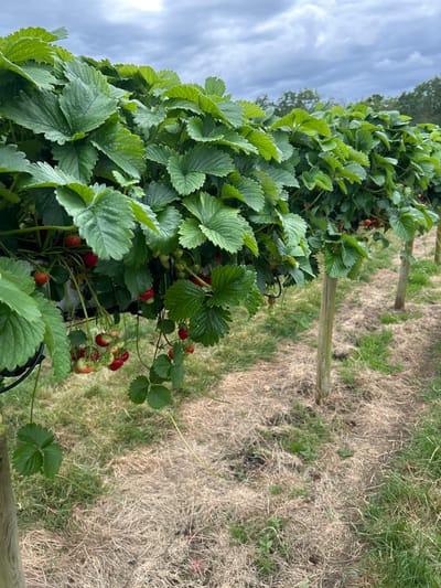 An outdoor, eye-level, medium shot captures a row of strawberry plants in an agricultural setting. The plants are lush with green, serrated leaves and are laden with ripe, red strawberries and some unripe green ones. The plants are supported by wooden stakes and appear to be growing in a raised or hanging system, as evidenced by black circular structures visible beneath some of the plants. The ground beneath the plants is covered in dry, light brown grass or straw, with patches of green grass interspersed. The background consists of more greenery, likely trees, under a cloudy, overcast sky. The scene is well-lit, suggesting natural daylight. This image was taken at a pick-your-own strawberry farm located in or near Tewkesbury, United Kingdom, specifically at Churchfields Farm, where such agricultural practices are common. There are no people or animals visible in the image.
