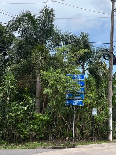 A street signpost stands among dense vegetation in Arambala, El Salvador. The signpost has five blue directional signs, each with white lettering. The top sign reads "CASERIO EL MOZOTE." The second sign reads "CASERIO," and the third reads "AMARILLO." The fourth sign reads "ACHERIA," and the bottom sign reads "CASERIO TORILES" with an arrow pointing to the left. To the right of the signpost, a concrete utility pole supports electrical wires. Behind the signpost and pole, various types of palm trees and leafy green plants create a lush, tropical environment. In the background, the sky is partly cloudy and a bright blue. A small green sign is attached to a metal pole near the base of the utility pole. The ground in front of the vegetation is covered in grass and some debris, with a paved road or sidewalk in the foreground.
