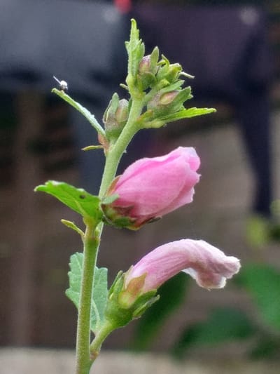 The image displays a cluster of pink flower buds and a blossoming flower. The flowers are a light, muted pink and appear to be in various stages of bloom. The buds are tight and compact, while the blossoming flower has a slightly curved, open form. Green stems and leaves support the flowers. A tiny insect is visible on the leftmost stem.