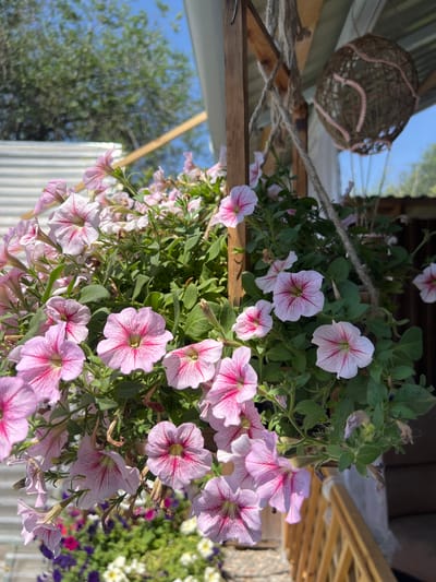 A close-up shot focuses on a hanging basket overflowing with delicate pink and white petunias, their trumpet-shaped blooms displaying intricate veining. The flowers are lush and abundant, with green foliage forming a dense backdrop. The basket itself is suspended from a wooden post by thick rope, and a spherical, woven decoration with pink accents hangs nearby. In the background, a blurred corrugated metal wall and wooden railing suggest an outdoor setting, possibly a patio or porch. The bright sunlight indicates a daytime scene. The location is specified as Qoyankus, Kazakhstan.