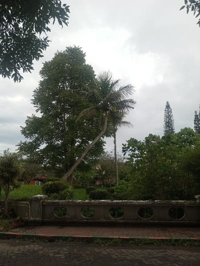 The scene depicts an outdoor tropical environment in Cipanas, Indonesia, under an overcast sky. In the foreground, a dark, textured paved surface, likely asphalt or cobblestone, occupies the lower portion of the frame. A narrow strip of green foliage, possibly grass or weeds, borders the paved area, followed by a low, light-grey concrete wall. This wall features multiple circular openings as decorative elements and shows signs of weathering.
Behind the wall, dense, vibrant green foliage dominates the midground and background. A tall, broad-leaved tree stands prominently on the left side of the frame, its canopy full and dark green. To its right, a distinct coconut palm tree with a noticeably curved trunk leans towards the right, its fronds partially visible. Another straighter, slender palm tree is situated directly behind the leaning one. Further to the right, two tall, coniferous trees with narrow, pointed crowns rise against the sky. Various other shrubs and smaller trees form a dense undergrowth.
Portions of structures are visible amidst the foliage in the background: a building with a reddish-brown roof and light-colored walls is partially obscured on the left-mid background, while other faint structural outlines are suggested further right. The sky is uniformly light grey with visible cloud cover, indicating an overcast condition. No individuals or active subjects are present in the frame.