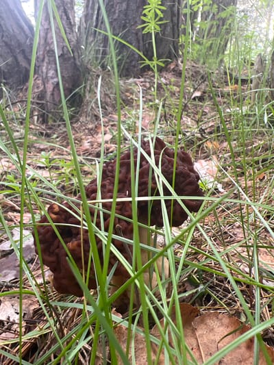 The scene is a forest floor, probably located in the vicinity of the city of Pustyn' in Russia. The focus is a dark brown mushroom, possibly a Gyromitra esculenta (false morel), growing amidst green grass, dead leaves, and small twigs. The camera angle is slightly elevated, looking down at the mushroom, which is partially obscured by the surrounding vegetation. In the background, a tree trunk can be seen, and additional greenery.