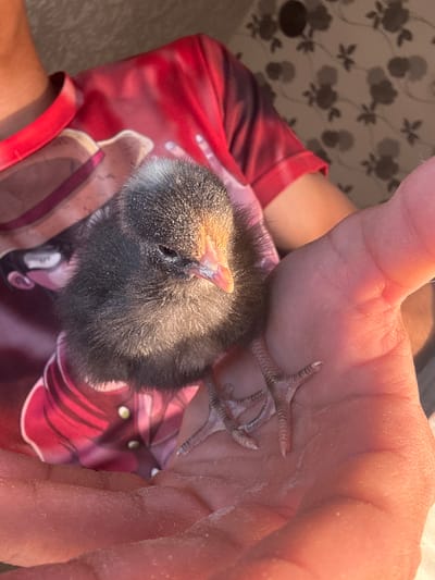 A person's hand holds a small, black chick. The chick's feet are visible in the hand. The person is wearing a red shirt with a design on it. The background includes a wall with a floral pattern. There is no indication in the image that it is located in Mihailovo, Bulgaria.