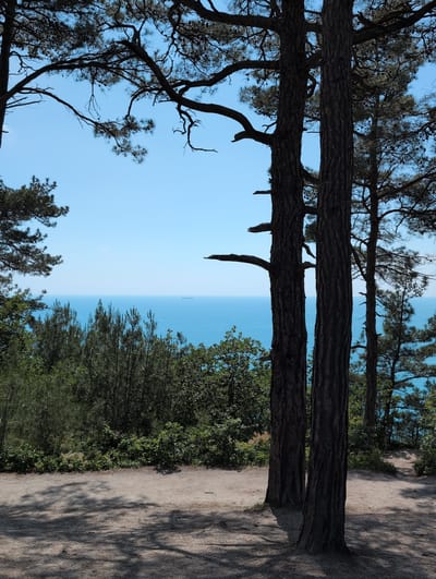 The image depicts a view of the Black Sea from a wooded area on a sunny day. In the foreground, two large pine trees with dark, textured bark stand prominently. Their branches, silhouetted against a clear blue sky, are visible in the upper portion of the frame. The ground in the immediate foreground is covered with dirt and scattered pine needles, with dappled sunlight casting shadows from the trees.

Beyond the trees, a dense green forest stretches across the middle ground, transitioning into a band of lighter green shrubs. Further into the distance, the vast expanse of the Black Sea is visible, a deep turquoise color under the bright sky. A single, distant ship can be seen on the horizon. The location is identified as a scenic overlook in Dzhankhot, Russia, suggesting this is a popular spot for observing the coastline. The environment is natural, with no people or man-made structures other than the distant ship. The overall impression is one of a tranquil coastal landscape.