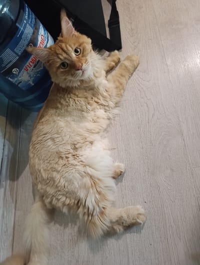 A fluffy, light orange cat is lying on its side on a light-colored wooden floor. The cat is looking up and to the left, with its head tilted slightly. Its eyes are wide and green, and its ears are pointed upwards. Its paws are extended, and its tail is curled loosely behind it. To the left of the cat is a large, blue plastic water jug with labels. A black strap is visible behind the cat and the jug. The lighting suggests an indoor environment, possibly a home, in the city of Tugulym, Russia.