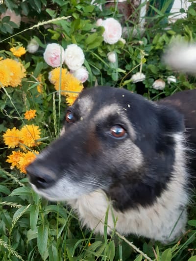A medium close-up shot captures a dog's head and upper body amidst a lush garden scene. The dog, primarily black with white markings on its chest and muzzle, is positioned in the foreground and to the right of the frame, facing left. Its gaze is directed outwards, towards the viewer, with its intelligent brown eyes clearly visible. Several small, light-colored specks, possibly pollen or grass, are scattered on the dog's forehead and snout.
The background is a dense arrangement of greenery, featuring vibrant yellow chrysanthemums and delicate pink and white roses, interspersed with various leaves and blades of grass. The overall impression is one of a natural, outdoor setting, likely in a garden or park. The image is sharpest on the dog's face, with the background exhibiting a slight bokeh effect, suggesting a shallow depth of field. No specific urban landmarks or architectural elements are visible to pinpoint a location within Бактуу-Долоноту, Kyrgyzstan. The lighting appears to be natural daylight, casting soft shadows.