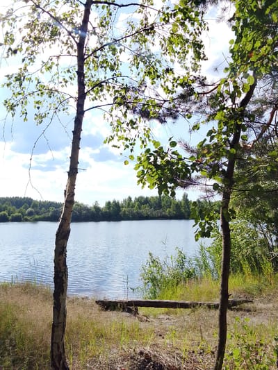 The image depicts a serene natural landscape, focusing on a body of water, likely a lake, bordered by a dense forest. In the foreground, two trees stand prominently on a grassy embankment. The tree on the left is a slender birch with characteristic white bark, its branches reaching towards the sky. The tree on the right is thicker and appears to be a conifer, with its needles casting dappled shadows. The water's surface is calm, reflecting the bright sky, which is adorned with scattered white clouds. Along the shoreline, tall grasses and reeds grow abundantly. A fallen log rests on the sandy bank, suggesting a place of rest or a natural feature shaped by the environment. The overall impression is one of tranquility and untouched nature. The provided information about the city of 1-Go Maya, Russia is not directly observable from the image itself.