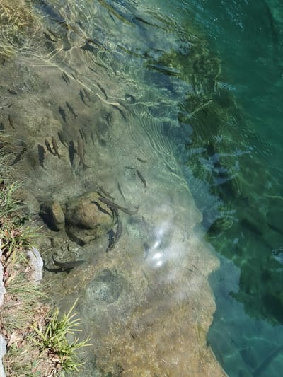 The image depicts a shallow, clear body of water, likely a river or pond, in Ontinyent, Spain. The water is teeming with numerous small fish, visible swimming near the rocky and sandy bottom. Sunlight penetrates the water, creating shimmering patterns on the surface and illuminating the underwater environment. The scene is bordered by lush green vegetation on the left, indicating a natural setting. The overall impression is one of a vibrant aquatic ecosystem.