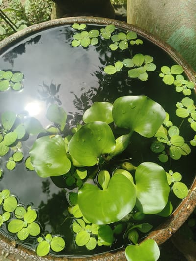 This image depicts a close-up, overhead view of a large, circular terracotta pot filled with dark water and aquatic plants. The pot's rim is visible and appears weathered. Several large, heart-shaped green leaves with water droplets on their surfaces float prominently in the center, some showing reflections of sunlight and surrounding foliage. Smaller, rounder green leaves are scattered throughout the water, particularly along the edges of the pot. A bright patch of sunlight reflects off the water's surface in the upper left quadrant. The background shows out-of-focus green foliage and part of a larger, textured cylindrical object, possibly another pot or column, tinged green. The scene is likely outdoors, in a natural or garden setting, consistent with a location like Ban Dong Matuen, Thailand.