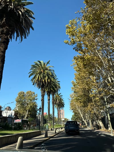 The image is a street-level view in Tigre, Argentina, angled upwards to show trees. A row of palm trees lines the street, interspersed with other leafy trees. A blue sky fills the space between the treetops. A dark-colored vehicle is on the road to the right. Buildings are visible further down the street, and a sidewalk runs along the edge of the road. The image appears to be taken from inside a vehicle.