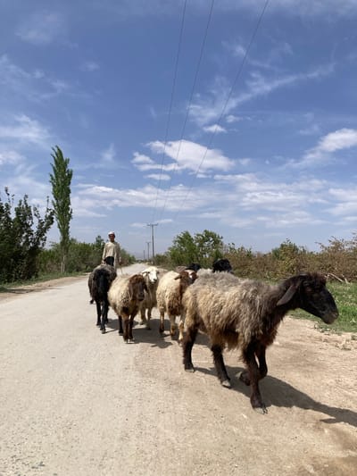 A medium shot captures a herd of sheep on a paved road in Qilla Saifullah, Pakistan, under a blue sky with scattered clouds and overhead power lines. The sheep, a mix of black, white, and brown, are clustered together and appear to be walking. A man wearing a light-colored shalwar kameez and a white cap is visible behind the sheep. The road is flanked by vegetation on both sides.