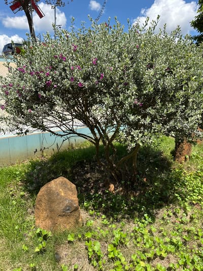 The image depicts a sunlit outdoor scene, likely in a park or garden setting. In the foreground, a large, rough-textured, reddish-brown rock sits amidst green grass and low-lying green ground cover with heart-shaped leaves. Behind the rock, a medium-sized bush with silvery-green foliage and small purple flowers is the central subject. The bush has multiple trunks and branches.

In the background, a light blue tiled wall runs horizontally across the image. Above the wall, portions of a dark-colored vehicle and a decorative red windmill structure are visible against a bright blue sky with scattered white clouds. The scene appears to be in Ia Hru, Vietnam, based on the provided context. The lighting suggests it is daytime, with strong sunlight casting shadows from the bush and tree branches onto the ground. There are no people visible in the image.