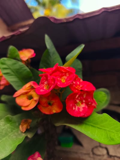 A close-up photograph captured in Teumpokteungku, Indonesia, depicts a cluster of vibrant Euphorbia milii (Crown of Thorns) flowers. The central focus features approximately ten blossoms, primarily in shades of vivid red and orange-red, each exhibiting small white speckles on its petals and a distinct yellow center. Several flowers display a transition from brighter red to a more orange-tinged hue. These flowers are surrounded by numerous elongated, deep green leaves. A small, dried, brown leaf fragment rests on one of the lower green leaves.
The background is significantly blurred, indicating a shallow depth of field. Directly above the flowers, the undulating, dark purplish-brown edge of a corrugated roof structure is visible. Beyond and above the roof, a heavily diffused view of a bright blue sky with blurred yellow-green foliage, consistent with distant trees or palms, is discernible. Behind the lower portion of the plant, a dark, blurry reddish-brown surface, resembling a brick wall, is present. A small, out-of-focus green object is partially visible in the bottom-left background. The scene is illuminated by bright, natural light. No individuals or direct interactions are depicted.