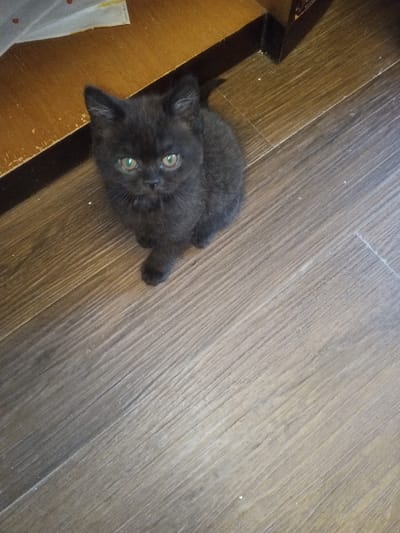 A black kitten with short, dense fur and prominent green eyes is seated on a light brown, wood-grained laminate or parquet floor. The kitten is oriented facing directly towards the camera, with its front paws tucked beneath its body. In the upper left quadrant of the image, a dark brown wooden baseboard or the lower edge of a piece of furniture is visible. Small, light-colored debris particles are scattered sparsely across the floor. The scene is located in Madinaty, Egypt.