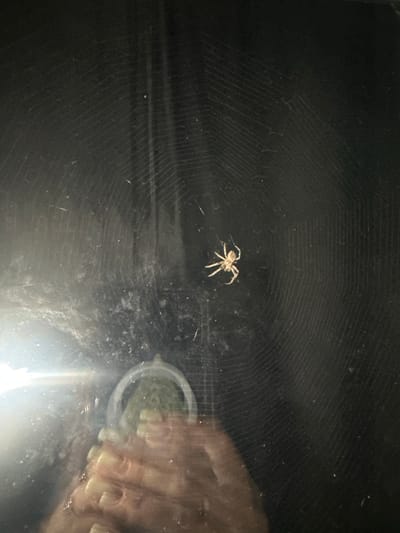 The image shows a spider in the center of its web, which is spread across a dark, reflective surface. The spider is light brown with its legs splayed out. The web itself is clearly visible, with intricate radial and spiral threads. To the right of the spider and web, a blurry object is present, which appears to be a hand with fingernails and possibly some green material, like moss or plants, contained within a white ringed object. The lighting suggests it might be nighttime or a dimly lit indoor space. The background is dark and indistinct, with subtle patterns of light and shadow on the surface where the web is built. No text is visible in the image. The overall impression is a close-up view of a spider in its natural environment, with an unidentified object in the periphery.