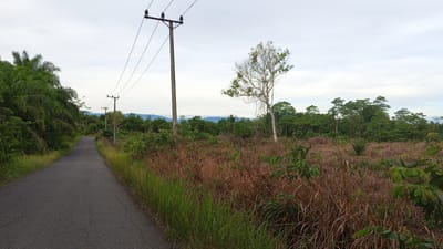 The image depicts a paved road winding through a rural landscape. On the left side of the road, there are palm trees and dense green vegetation. On the right side, the terrain is dominated by dry, tall grass and scattered bushes, with a single bare tree standing out. In the background, a line of lush green trees forms the horizon, with distant hills visible under an overcast sky. Utility poles with power lines run along the right side of the road, extending into the distance. The scene appears to be in a remote area, possibly on the outskirts of Kebonbaru, Indonesia, given the vegetation and the presence of utility infrastructure typical of rural Indonesian settings. There are no people or animals visible in the image.