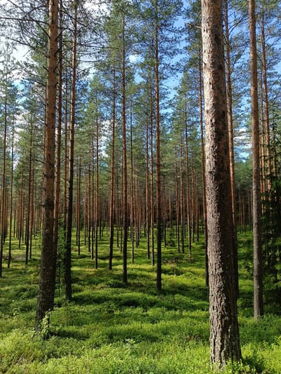 The image depicts a dense pine forest with a thick undergrowth of green bushes. The trees are tall and slender, with reddish-brown bark and sparse green needles. Sunlight filters through the canopy, creating dappled light and shadows on the forest floor. The ground is covered in a carpet of lush green vegetation, suggesting a healthy and vibrant ecosystem. The scene is serene and tranquil, conveying a sense of untouched nature. The image appears to have been taken in the natural environment of Tuusniemi, Finland, known for its extensive forests and wilderness.