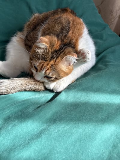 A calico cat is resting on a teal-colored surface, possibly a blanket or cushion. The cat's head is tucked down, facing its tail, and its front paw is resting on its tail. Sunlight is casting shadows across the surface. The location is in the village of Stolbishche, Russia.