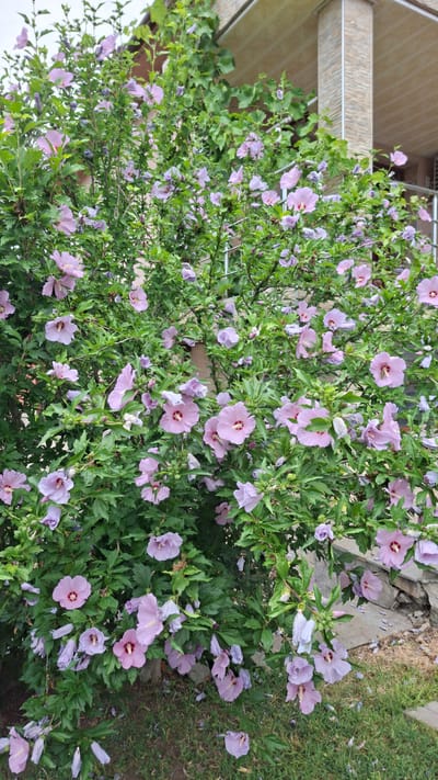 The image shows a flowering shrub with numerous light purple and pink hibiscus blossoms. The shrub is dense with green leaves and is located outdoors, in front of a building with light-colored brickwork and a beige awning. A portion of a stone wall and grass are visible at the base of the shrub. This scene appears to be in the city of Byal Izvor, Bulgaria.